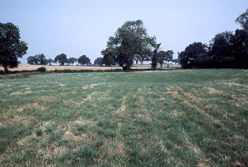 Corra Common Moat